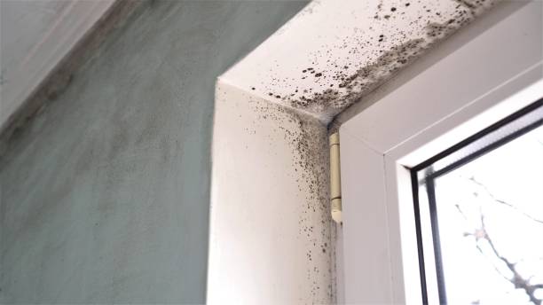 Best Post-Flood Mold Remediation in North Puyallup, WA