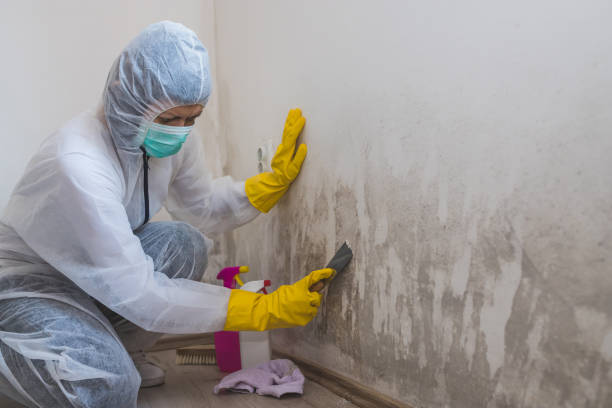 Best White Mold Remediation in North Puyallup, WA