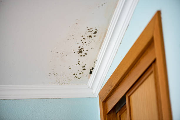 Best DIY Mold Remediation Support Services in North Puyallup, WA