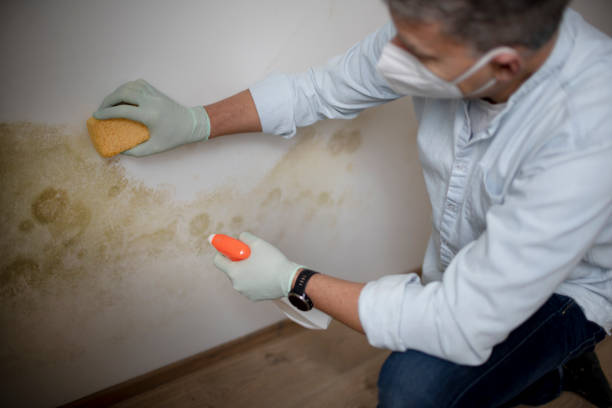 Best Black Mold Remediation in North Puyallup, WA