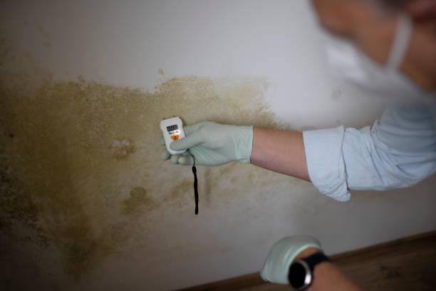 Best Health and Safety Mold Remediation in North Puyallup, WA
