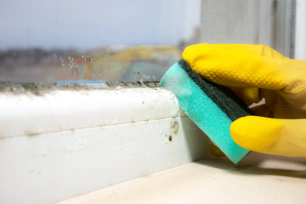 Trusted North Puyallup, WA Mold Remediation Experts